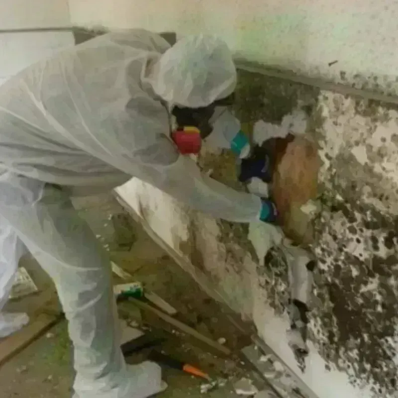 Mold Remediation and Removal in Gillette, WY